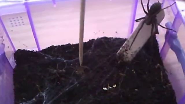 Spider feeding 2 смотреть онлайн