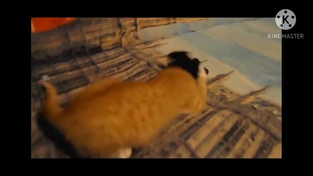 боевой кот Симба👑