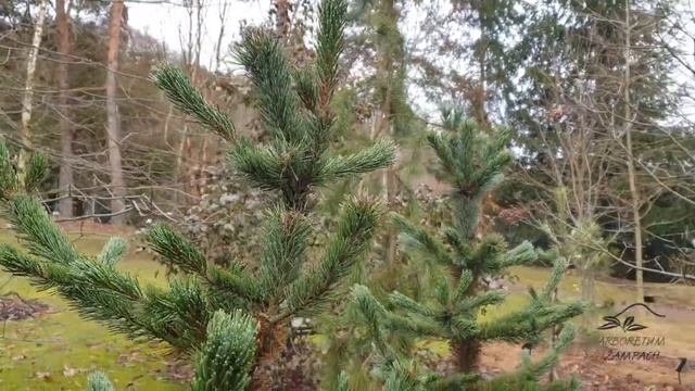 Pinus aristata borovice osinatá смотреть онлайн