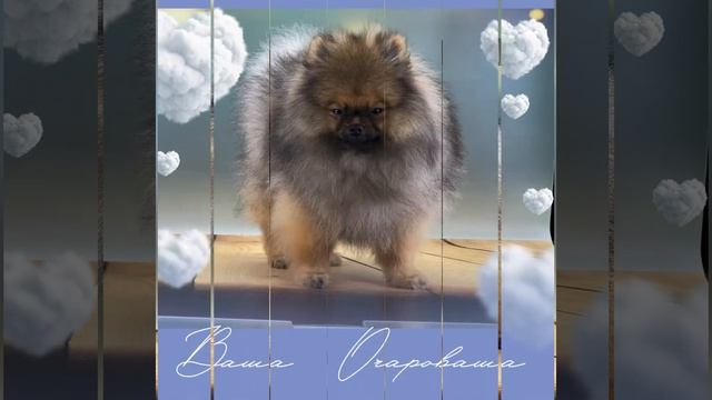 От Ирис Иртыш смотреть онлайн