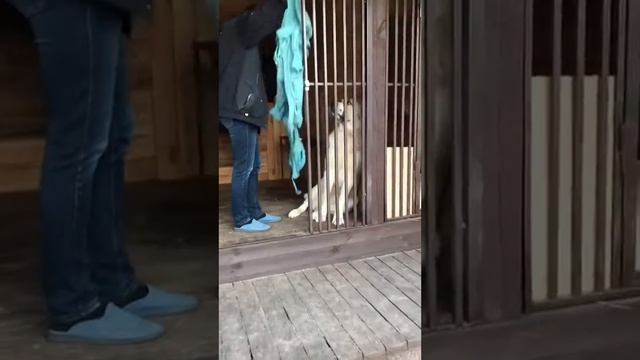 САО АЛАБАЙ ПРИКОЛ ОТ МАРШАЛА ) смотреть онлайн