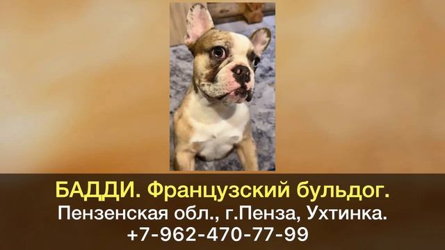 Пропала собака! БАДДИ. Французский бульдог. Пензенская область, г.Пенза. смотреть онлайн