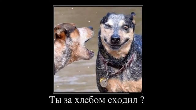 Не реальные демотиваторы, просто класс. смотреть онлайн