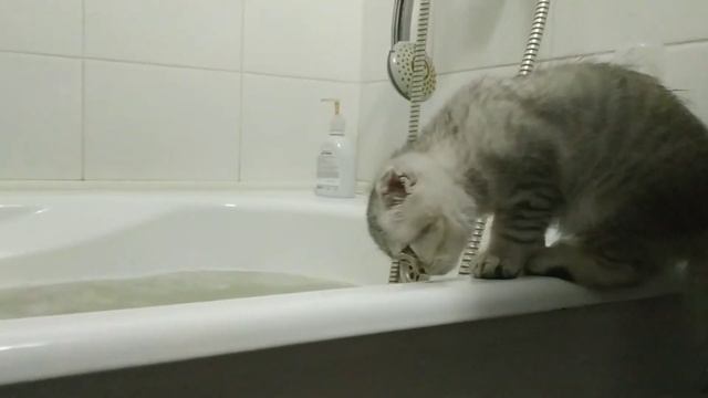 Котёнок Гав в гостях у Барбоса #кошки #cats #питомцы #pets #scottishfold смотреть онлайн