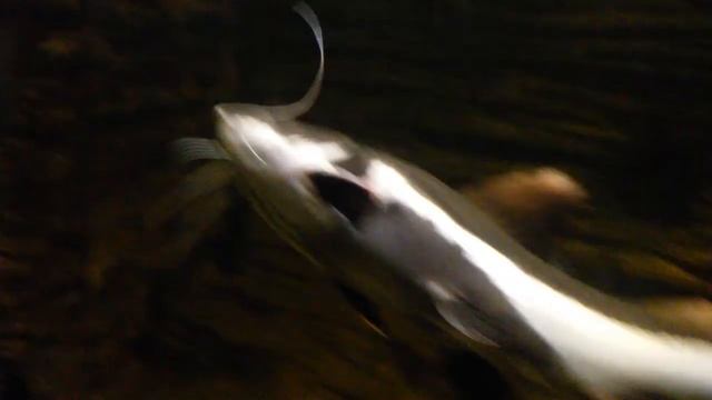 ВДНХ аквариум(2) смотреть онлайн