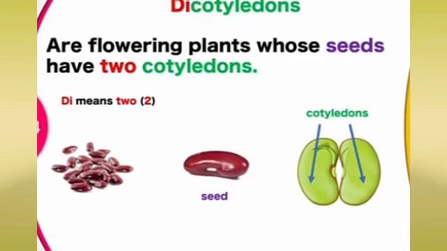 monocotyledons смотреть онлайн