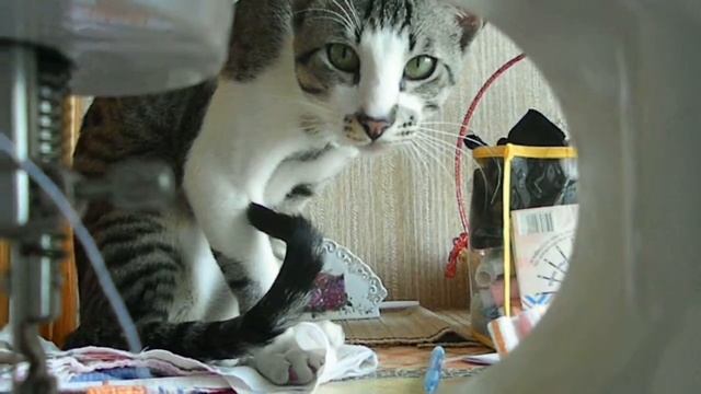 швей)) смотреть онлайн