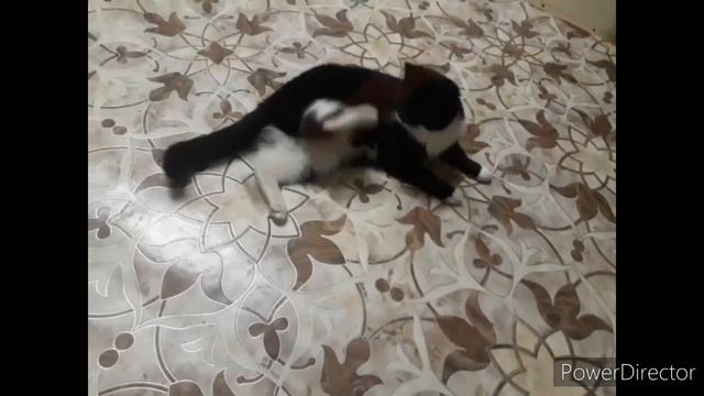 #приколскотом, #смешныекоты2020, #кошки, #прикол, #сидим_дома #мыша Киса ловит мяч . смотреть онлайн
