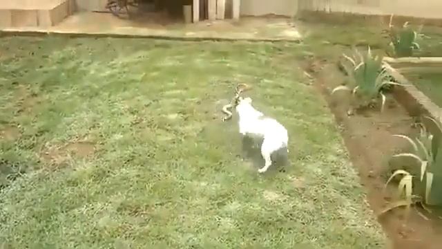 Против кобры смотреть онлайн