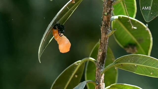 Pupation of a butterfly caterpillar смотреть онлайн