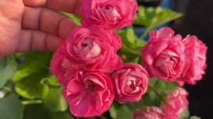 Первое цветение пеларгонии ЮГ ВОЛШЕБНАЯ СКАЗКА