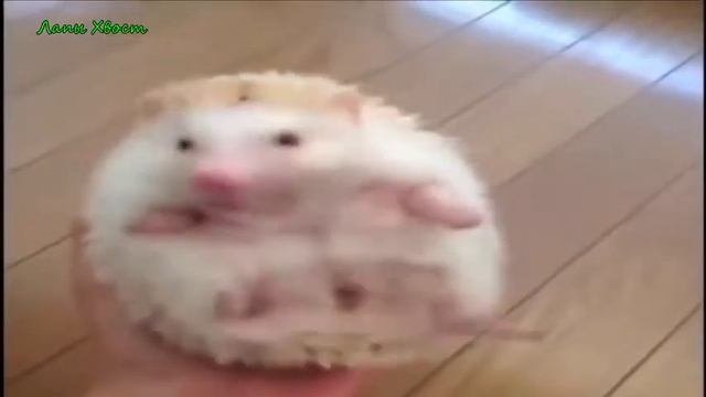 Приколы с животными Fun with animals №45 смотреть онлайн