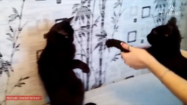 😺 ПРИКОЛЫ С КОШКАМИ И КОТЯТАМИ/FUNNY CATS AND KITTENS HD 2017 #42 смотреть онлайн