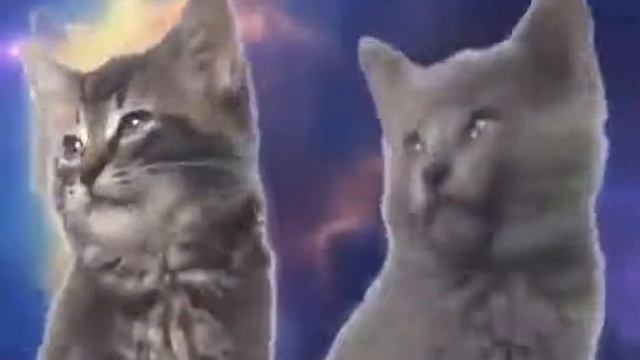 Коты поют по-кошачьи свою кошачью песню.Музыкальный прикол.Часть-5