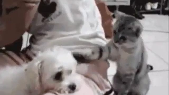 Очень смешно !!!.mp4 смотреть онлайн