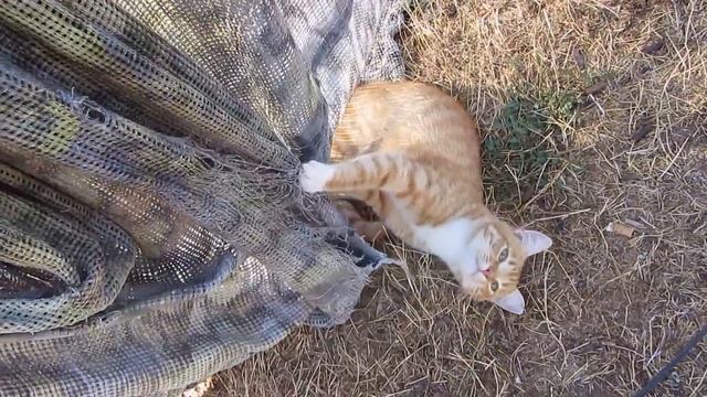 Неизвестный опус Моцарта. смотреть онлайн