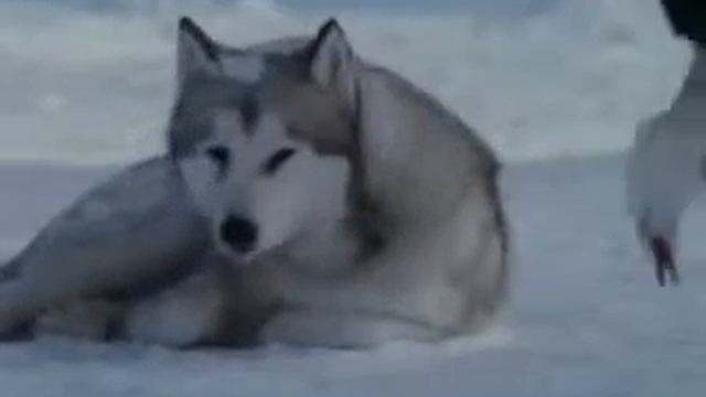 Настоящая животная любовь Хатико! 2014 смотреть онлайн