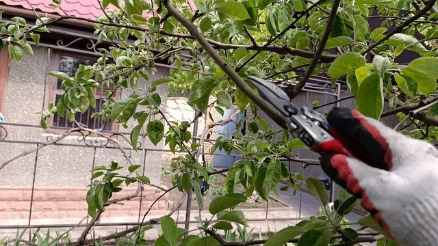 Обрезка запущенных деревьев после цветения. смотреть онлайн