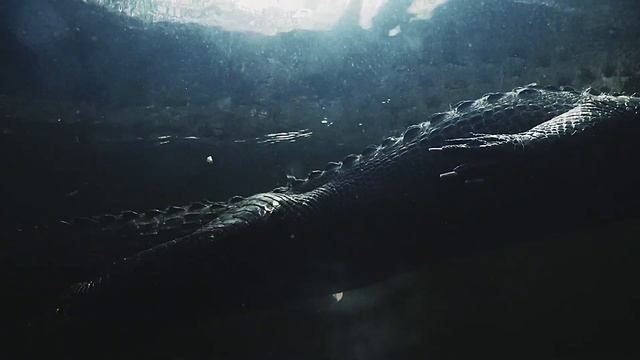 The Underwater World Of The American Alligator
