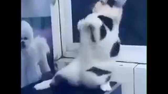 кот боксер ))) смотреть онлайн