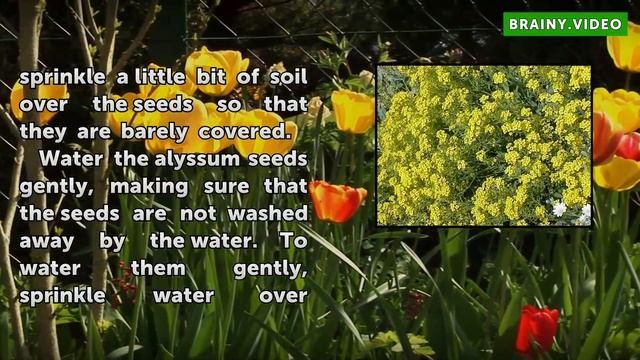 How to Plant Alyssum From Seeds смотреть онлайн