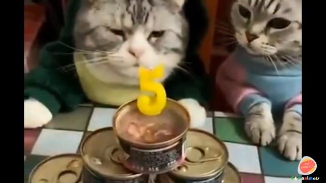Smart cat drinks from the cooler. #cats #смешныеживотные #приколы2020лучшие смотреть онлайн