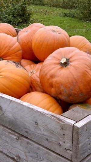 🎃 ЧЕМ ПОЛЕЗНА ТЫКВА?! ШОК #здоровье #здоровоепитание #здоровыйобразжизни #питание #зож #спорт