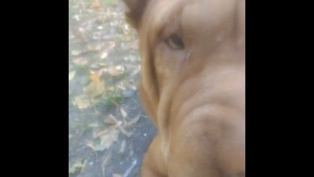 Как прикольно смотриться Шар-Пей. Всем любителям собак посвящаеться 2018 Cool Shar Pei смотреть онлайн