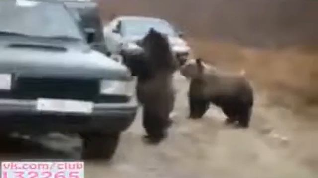 Веселое видео Русские медведи Юмор! Прикол! смех смотреть онлайн