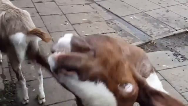 Лучшие приколы №1 To Chto Nado смотреть онлайн