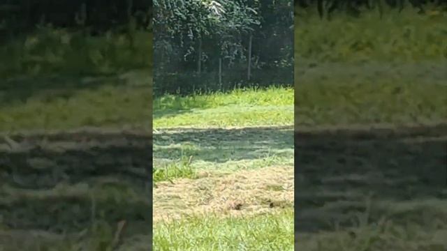 Сафари парк смотреть онлайн