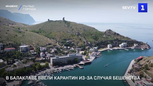 В Балаклаве ввели карантин из за случая бешенства смотреть онлайн