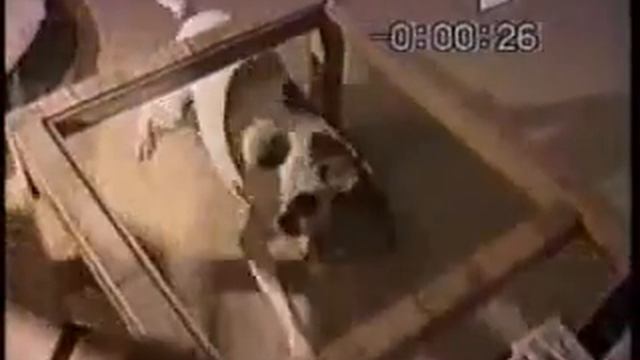 Смешные моменты из жизни людей смотреть онлайн
