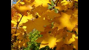 Владимир Сахарцев - "Соната внешности". Читает Владислав Витковский