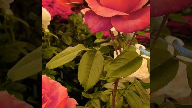 Цветы украшение нашей жизни.