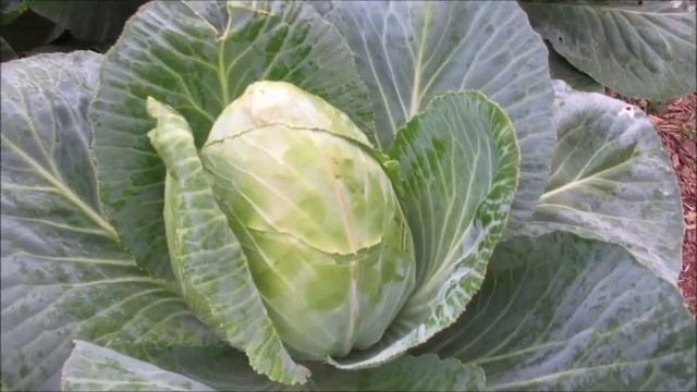 When To Harvest Cabbages смотреть онлайн