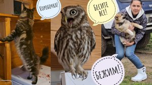 Совы облаяли кошку Морошку, Маша жмякает щеночка, треугольный кот показывает, как играть в рулончик