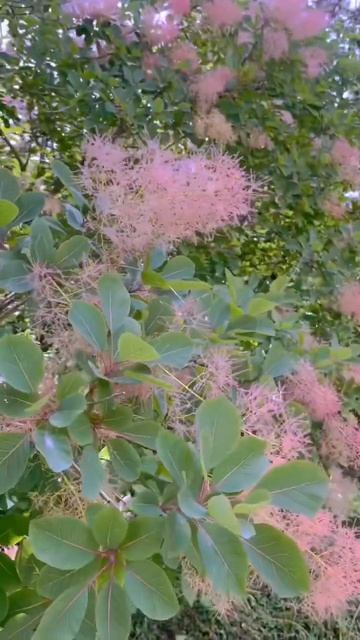 안개나무의 매력좀 보세요🌳-garden gardenning смотреть онлайн