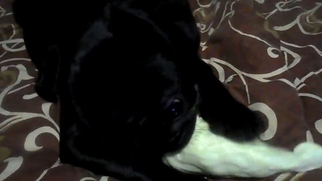 / Мопс трюфель ест капусту 2 / Pug truffle eating cabbage 2 / смотреть онлайн