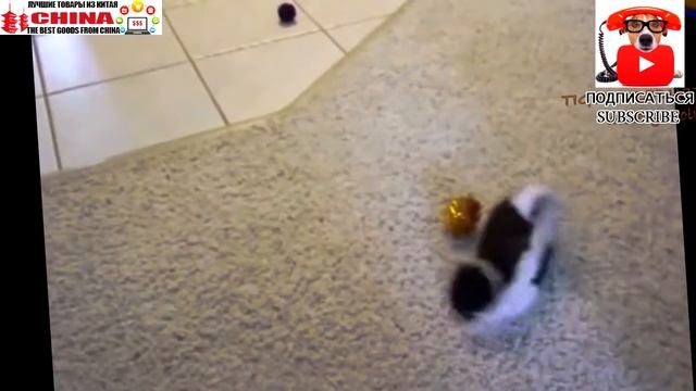 Прикольные котята смотреть онлайн