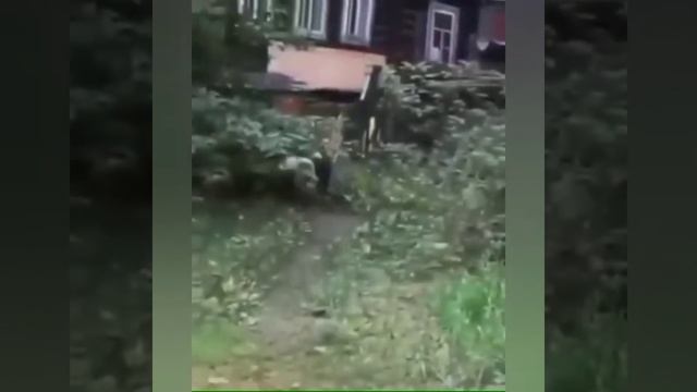 Кулгили прикол смотреть онлайн