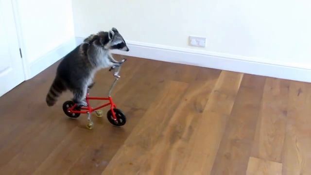 ТАКИЕ ЗАБАВНЫЕ И СМЕШНЫЕ ЕНОТЫ. Смешные еноты. Приколы с енотами смотреть онлайн