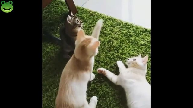 Best Funny Cats Compilation Beautiful Cat Videos # 5 Прикольные Смешные котики