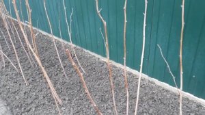 Важная обработка малины весной от болезней вредителей.