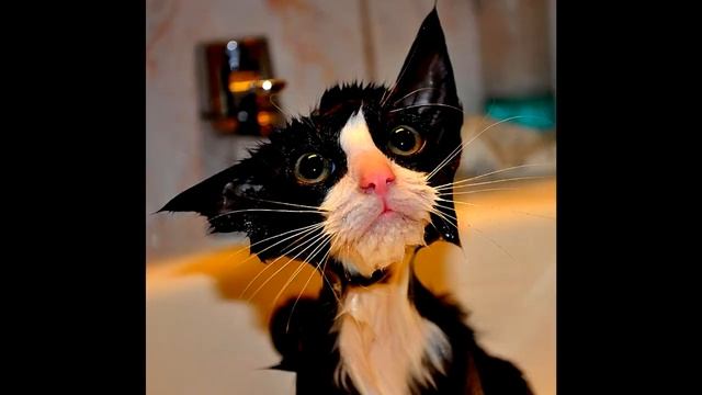 #Фото приколы с кошками. #Самые смешные кошки. смотреть онлайн