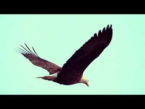 Иосиф Бродский - Прощай. Читает Владислав Витковский смотреть онлайн