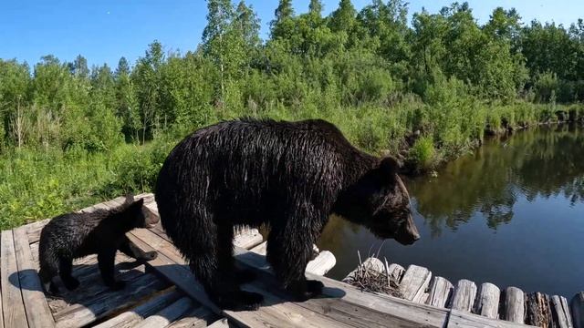 Медведи идут в поход за ягодой. смотреть онлайн