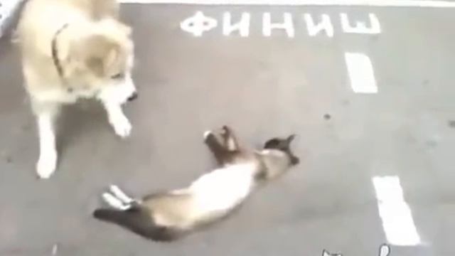 Прикол: Собака думает, что кот мёртв