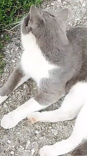 Выбора не было!🤣😻 #кошки #приколы #shorts