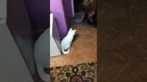🐈 Беляш кайфует от хлорки🤣